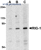 Bio-Rad AHP1776 image 1