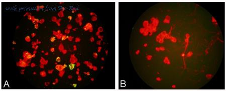 Bio-Rad MCA4671 image 1