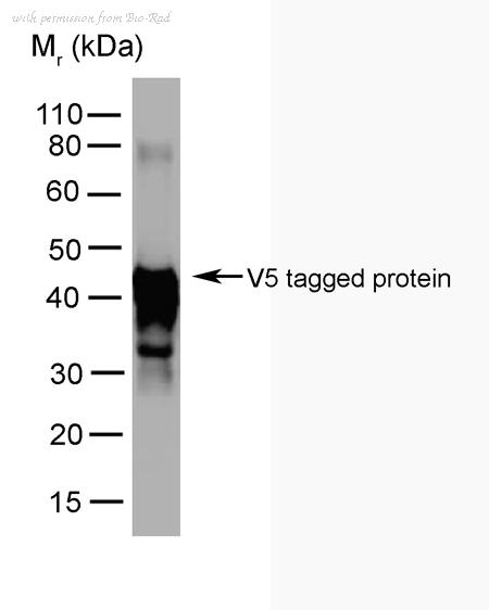 Bio-Rad MCA2895F image 1