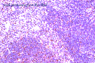 Bio-Rad AAM68 image 1