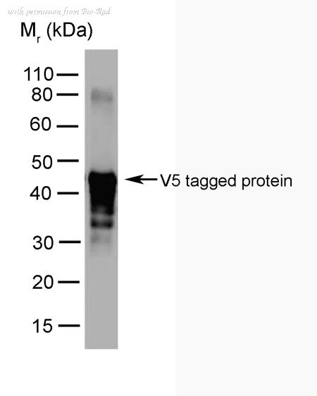Bio-Rad MCA2892 image 1