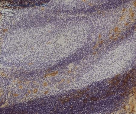 Bio-Rad MCA4682 image 1