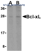 Bio-Rad AHP1722 image 1