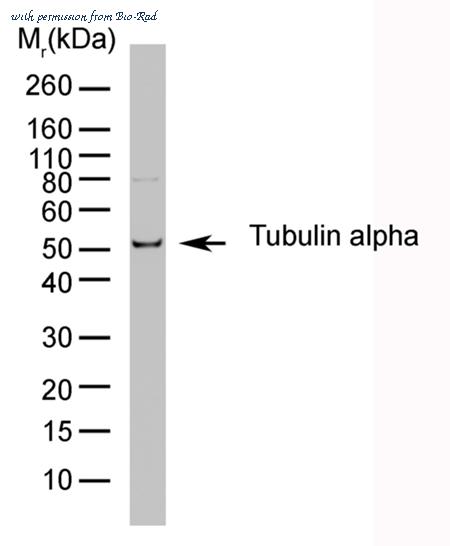 Bio-Rad MCA77P image 1