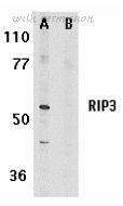 Bio-Rad AHP1797 image 1