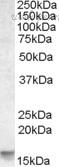 Bio-Rad AHP2170 image 1