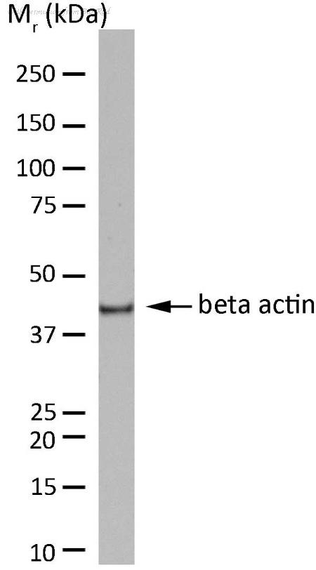 Bio-Rad HCA147 image 1