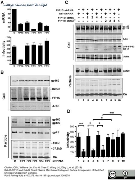 Bio-Rad AHP2204 image 1