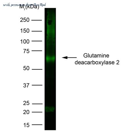 Bio-Rad MCA5648GA image 1