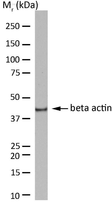 Bio-Rad HCA147P image 1