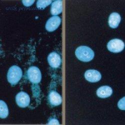 Bio-Rad BUF035 image 1