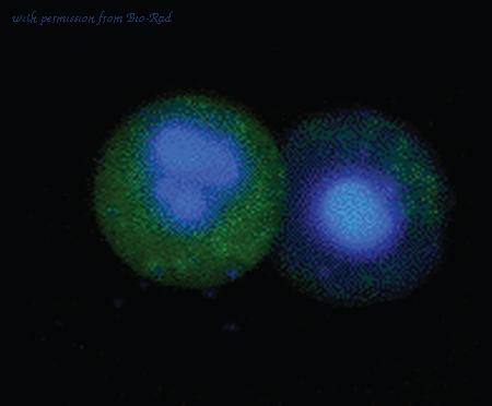 Bio-Rad ICT923 image 1