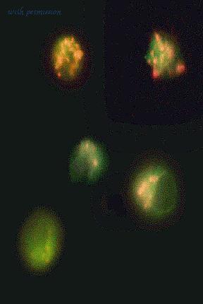 Bio-Rad ICT944 image 1