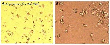 Bio-Rad PBP015KZZ image 1