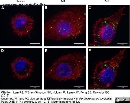 Bio-Rad PMP43A image 1