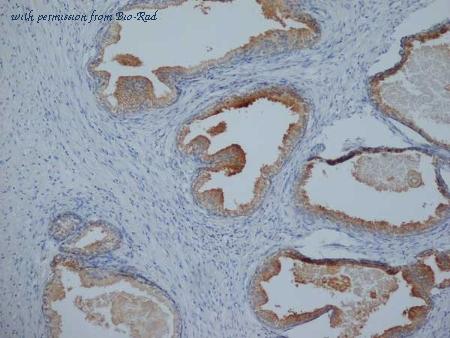 Bio-Rad MCA5842G image 1