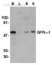 Bio-Rad AHP446 image 1