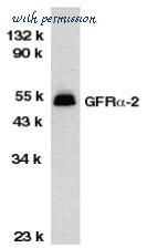 Bio-Rad AHP479 image 1