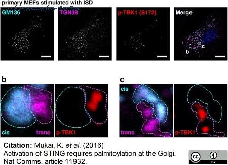 Bio-Rad AHP499G image 1