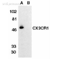 Bio-Rad AHP566 image 1