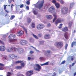 Bio-Rad AHP727 image 1