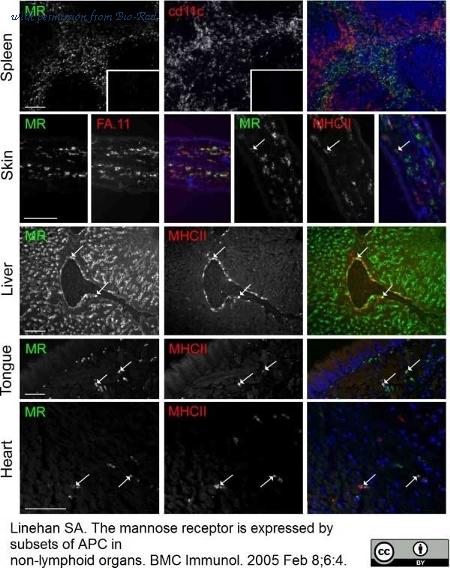 Bio-Rad MCA1369F image 1