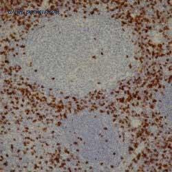 Bio-Rad MCA1817 image 1