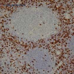 Bio-Rad MCA1817T image 1