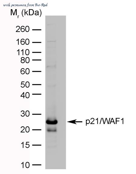 Bio-Rad MCA2325 image 1