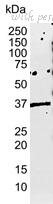 Bio-Rad MCA2193 image 1