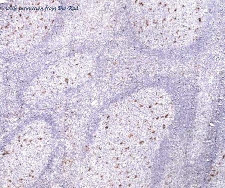 Bio-Rad MCA1815 image 1