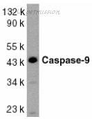 Bio-Rad AHP492 image 1