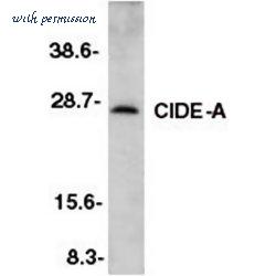 Bio-Rad AHP541 image 1
