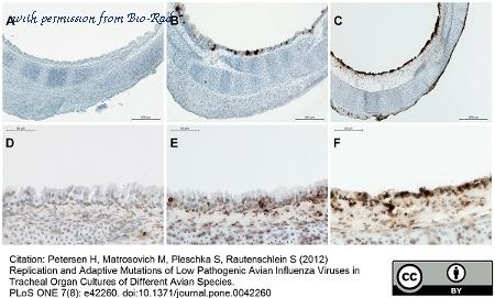 Bio-Rad OBT0846 image 1