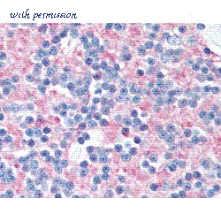 Bio-Rad MCA1308 image 1