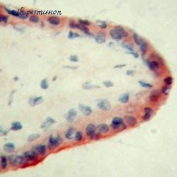 Bio-Rad MCA2114 image 1