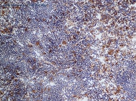 Bio-Rad 305002 image 1