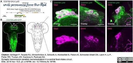 Bio-Rad 4745-1051 image 1