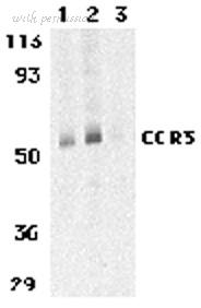 Bio-Rad AHP1010 image 1