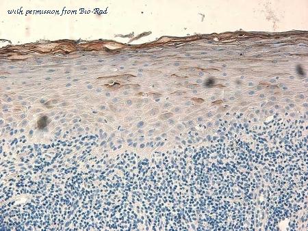 Bio-Rad AHP849 image 1