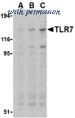 Bio-Rad AHP867 image 1