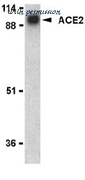 Bio-Rad AHP888 image 1