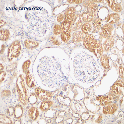 Bio-Rad AHP937 image 1