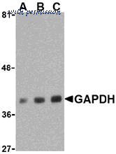 Bio-Rad AHP996 image 1