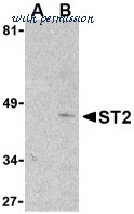 Bio-Rad AHP999 image 1