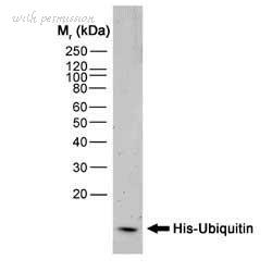 Bio-Rad MCA1396GA image 1