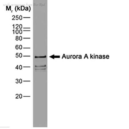 Bio-Rad MCA2249 image 1