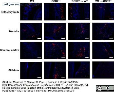Bio-Rad 4956-0404 image 1