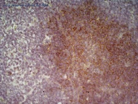 Bio-Rad MCA1439PE image 1