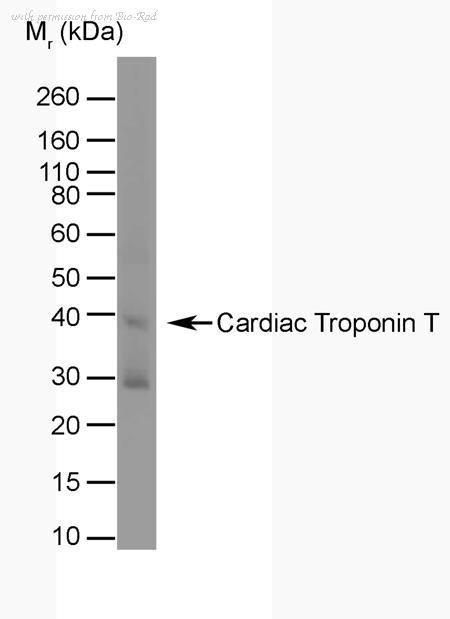 Bio-Rad 0300-0365 image 1